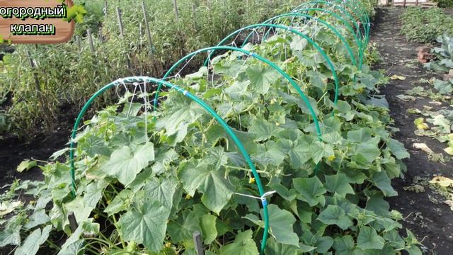 подкормка для огурцов своими руками#огурцы #удобрения #удобрениедлярассады #огород #огородныйклапан смотреть онлайн
