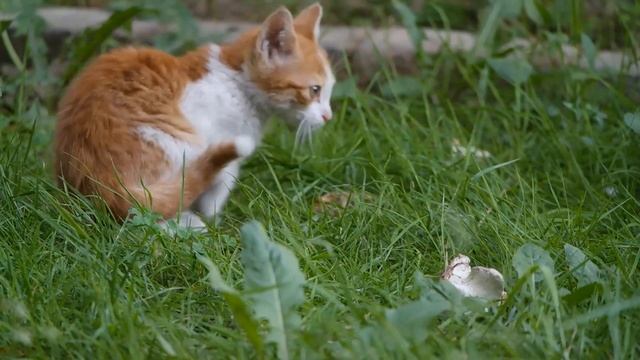 Sleep music/музыка для сна смотреть онлайн