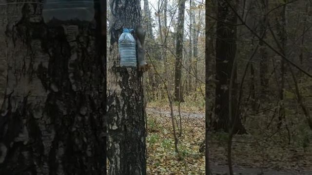 Красота осеннего леса