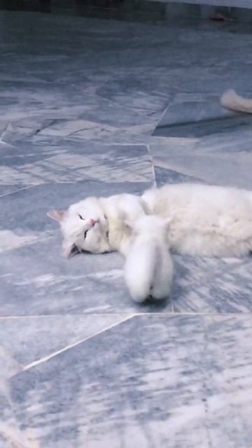 Hi big sis. Dont sleep yet. Lets play!! - cute munchkin kitten смотреть онлайн