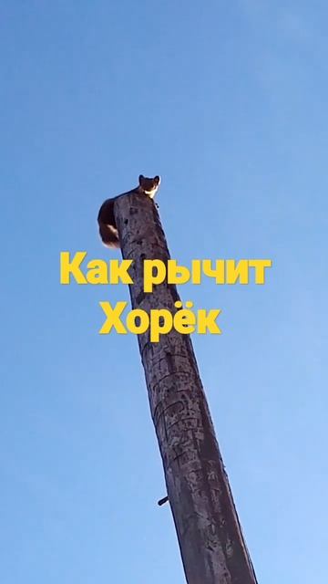 Как рычит Хорёк shorts# смотреть онлайн