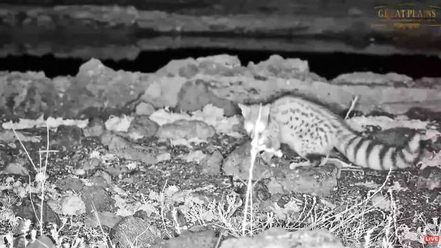 ol Donyo Kenya ~ Genet hunts while the Lions sleep! Feb 24, 2023 смотреть онлайн