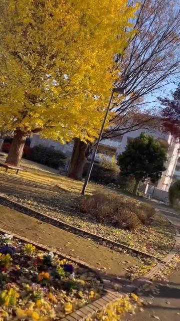イチョウの木✨