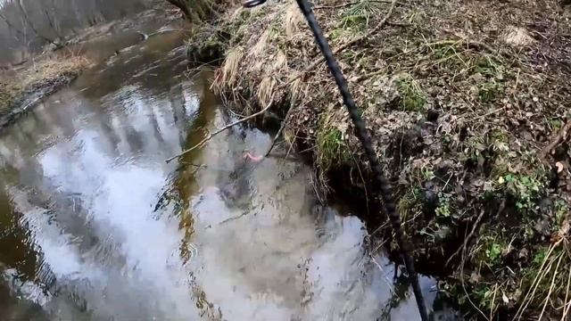 Pstrągi i okonie Test/Recenzja wędki Azura Safina-X 0.5 do 6g i Shimano Nasci 1000 смотреть онлайн
