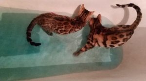 VID_20181117_201632 бенгальские кошки бенгальские котята бенгальские коты шоу класса