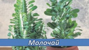 ЯДОВИТЫЕ КОМНАТНЫЕ  РАСТЕНИЯ. ЮНЫЙ ЦВЕТОВОД.