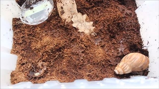 Как дела у улиток Элли Ди ? / уборка у улиток . 🌈🐌🐚 смотреть онлайн