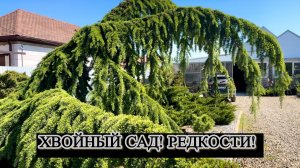 Хвойный сад. Хвойные редкости.