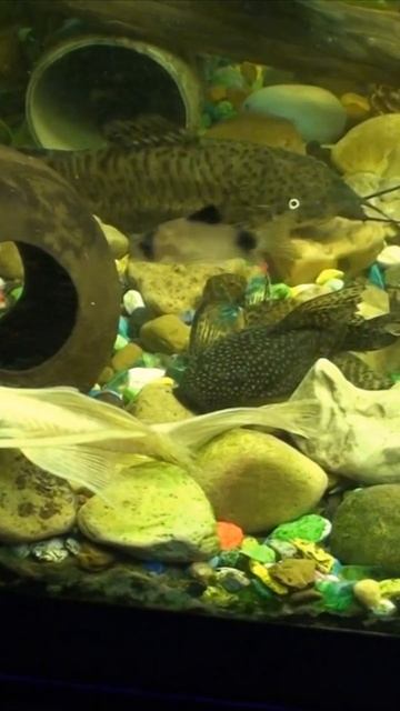 НАШИ СОМЫ |AQUARIUM CATFISH