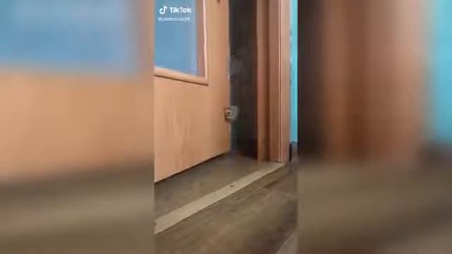 Тик ток mp.4 смотреть онлайн