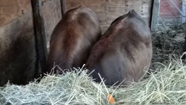Красивые молодые коровки(1) смотреть онлайн