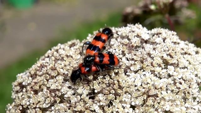 Bienenkäfer-Paarung (Trichodes apiarius) смотреть онлайн