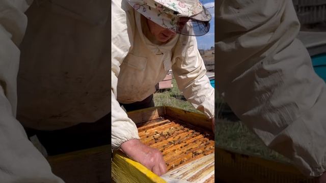 Как кладёт матка смотреть онлайн