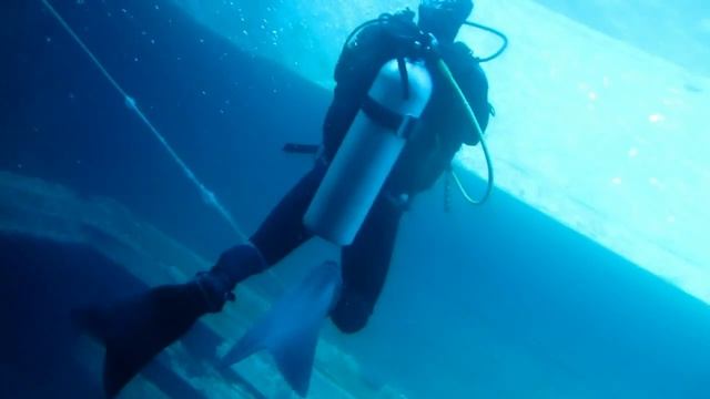 Diving in Aqaba, Jordan смотреть онлайн