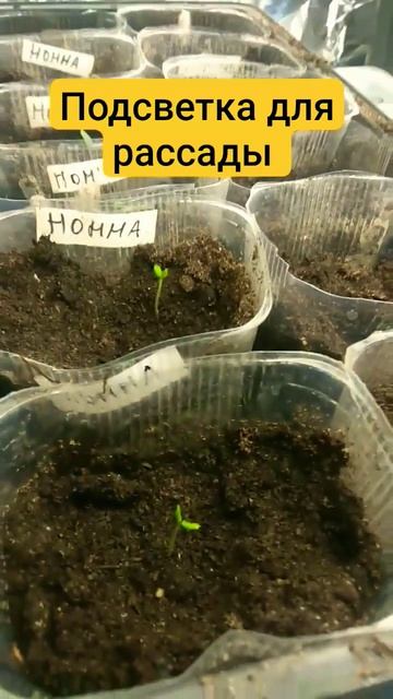 Подсветка из ламп и фольги для рассады. смотреть онлайн
