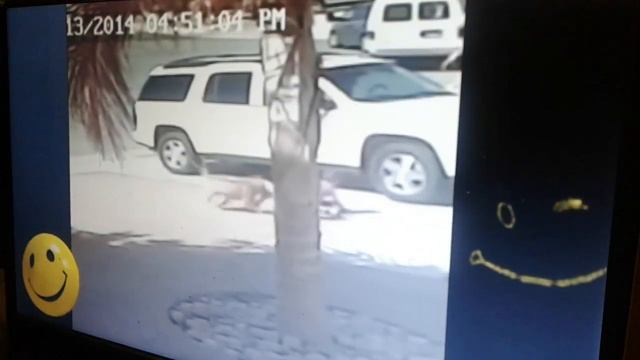 ЛОЛ ТЕСТ смотреть онлайн