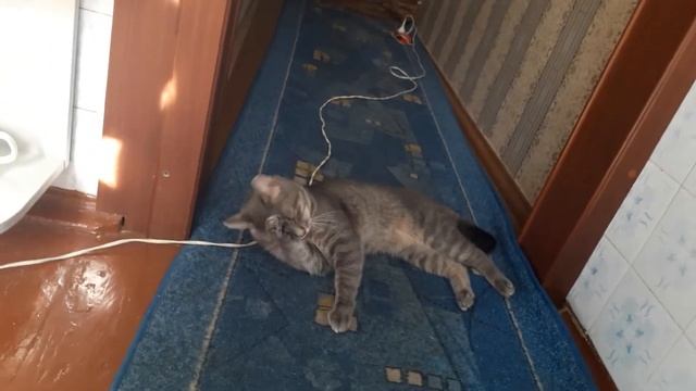Алинин котик Тима умывается после еды смотреть онлайн