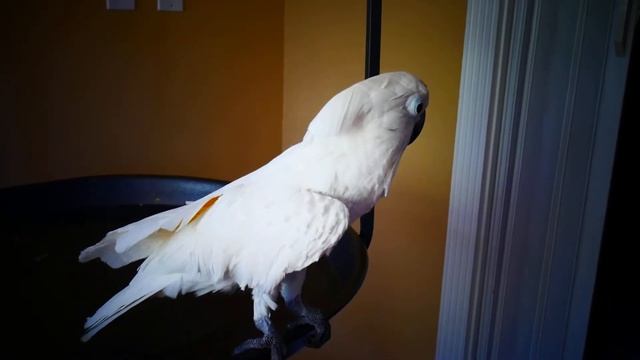 Сторожевой лающий какаду./ Barking cockatoo смотреть онлайн