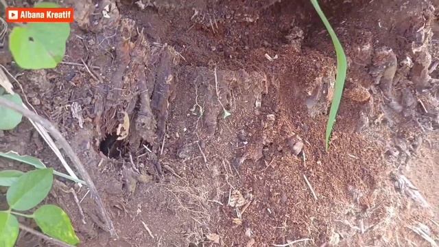 KUMBANG TANDUK atau WANGWUNG (ORYCTES RHINOCEROS) PINTAR MEMBUAT PUPUK ORGANIK смотреть онлайн