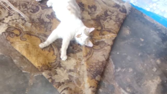 Котик споймал Мышку смотреть онлайн