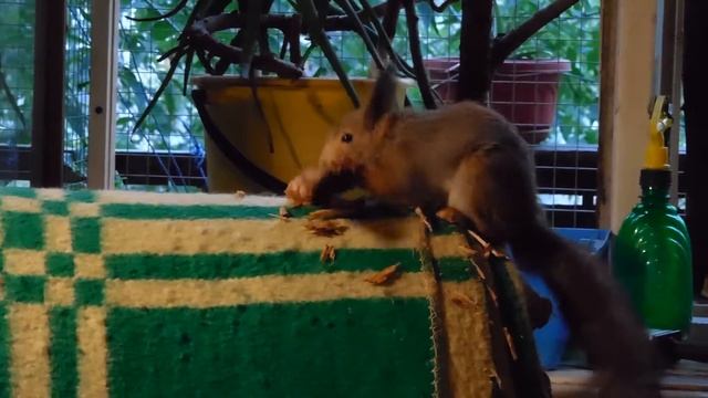 Мышка кромсает гнилушку на кресле