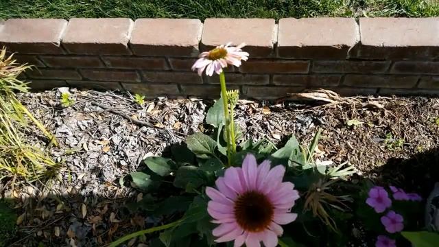 Echinacea 2 смотреть онлайн
