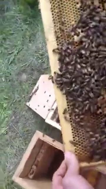 В Новочеркасске( Ростовская область) развод с пчёлами!!!