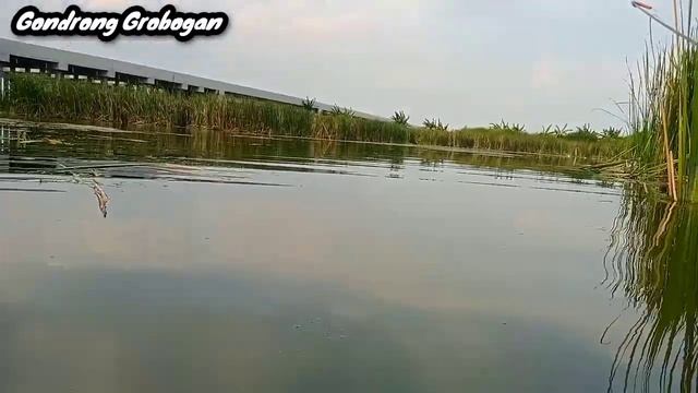 rute spot pulang mancing ! Sayung gorawe bawah tol #spotviral #rutespotmancingnilademak смотреть онлайн