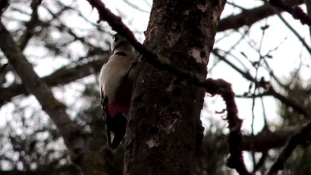 Strakaty dziaciel/пёстрый дятел/spotted woodpecker смотреть онлайн