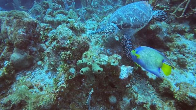 Cayman Diving 2022 смотреть онлайн