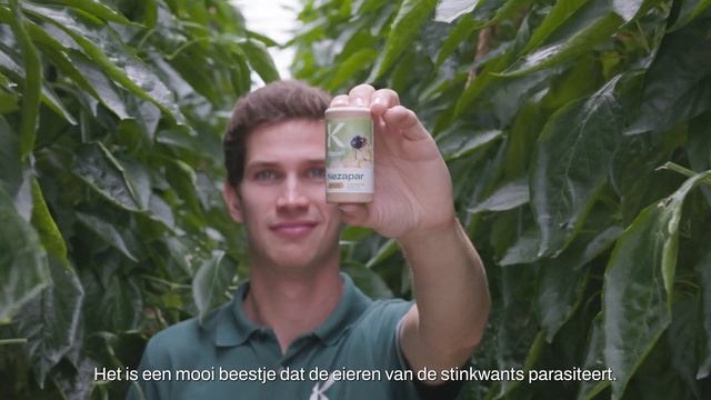 Zuidelijke groene stinkwants (Nezara viridula) bestrijden met Nezapar смотреть онлайн