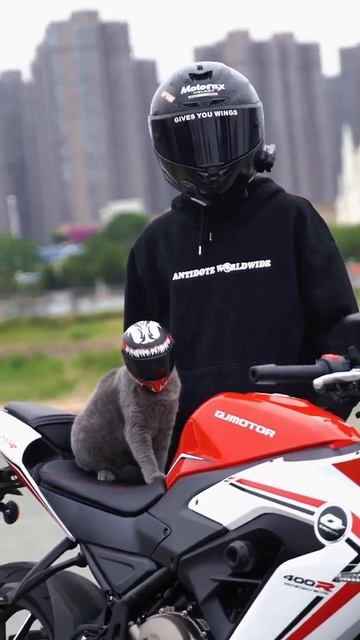 Cat wears a motorcycle helmet#shorts #viral #youtubeshorts смотреть онлайн