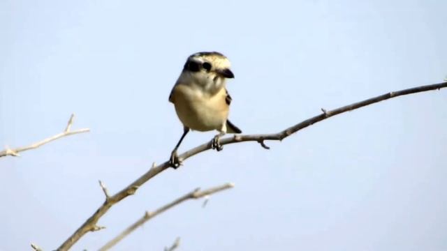 חנקן נובי Masked Shrike смотреть онлайн