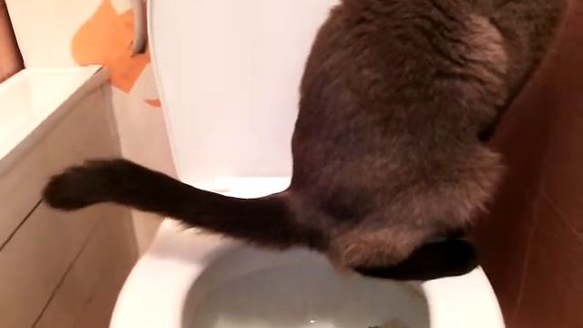 кот на унитазе(1) смотреть онлайн