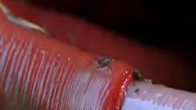 Rare Deep Sea Creatures caught on Camera смотреть онлайн