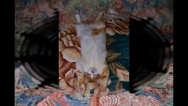 Кот Рыжик смотреть онлайн