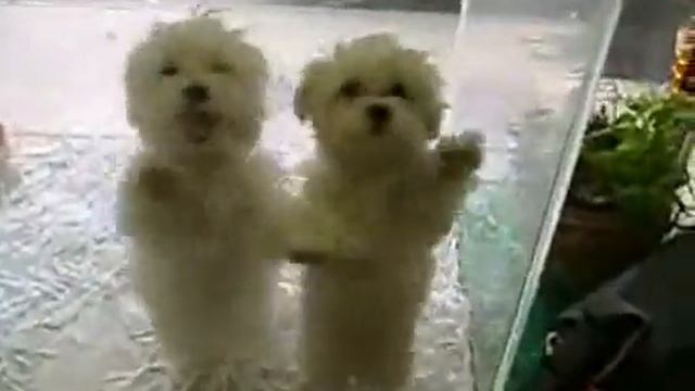 Merengue Dancing Dogs смотреть онлайн