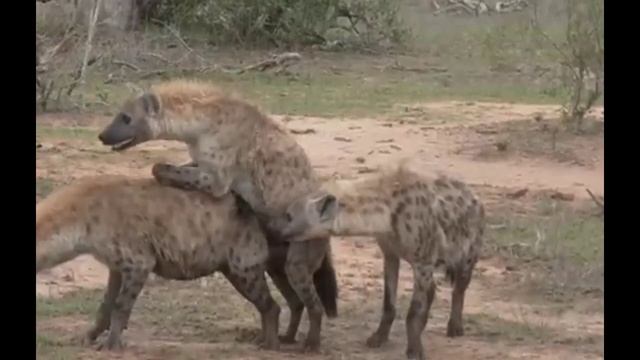 Hyena mating, feeding and fighting in the zoo смотреть онлайн