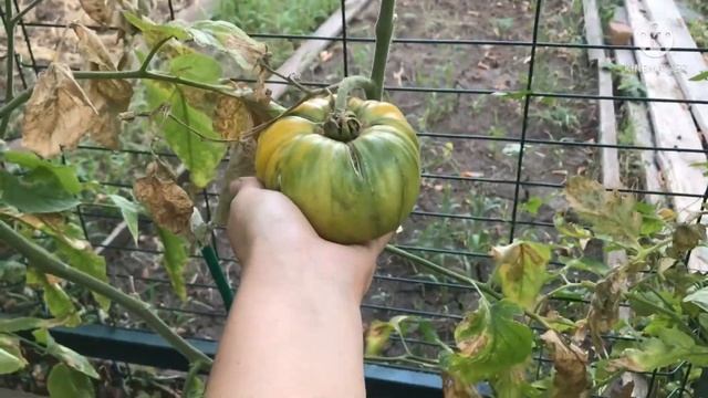 🌞️Жара +42 🍅сгорели томаты смотреть онлайн