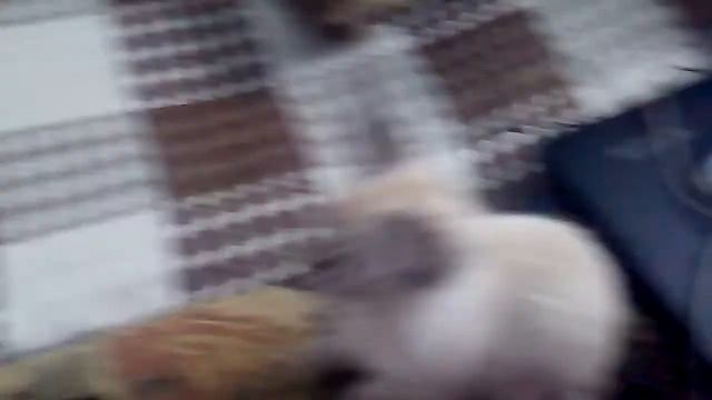 Фильм про котенка🐱😂