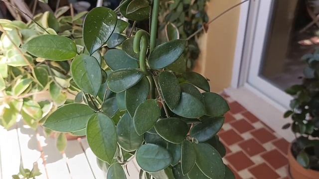 HOYA CHOUKE. UNA HOYA MUY FÁCIL. Flor de Cera, Nácar, CLEPIA. Hoyas del Sur. смотреть онлайн