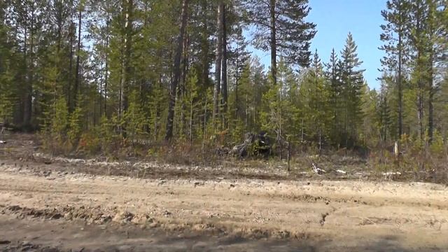 Звуки весеннего леса