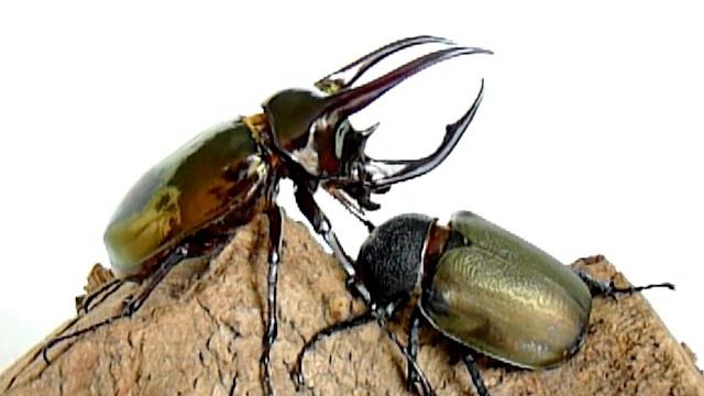 Chalcosoma atlas смотреть онлайн