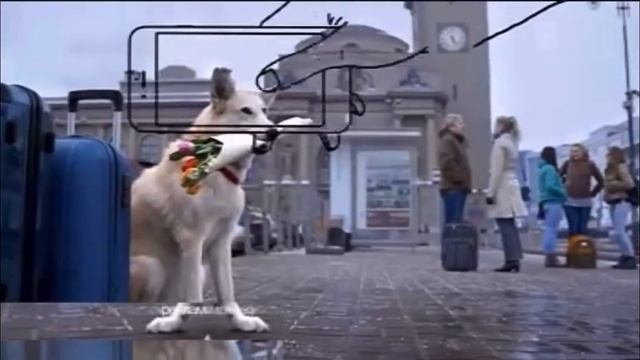 Рекламная Заставка (Первый Канал Март весна собака держит цветы к 8 Марта) смотреть онлайн