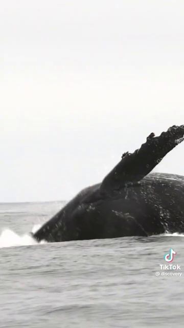 Великий Кит