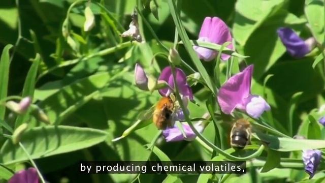 The Roots of Plant Intelligence смотреть онлайн