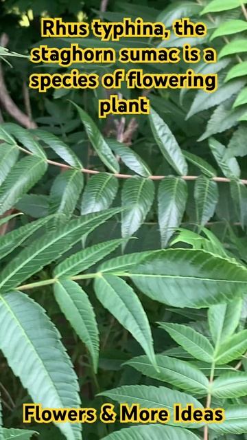#shorts Rhus typhina, the staghorn sumac is a species of flowering plant @flowersmoreideas3639 смотреть онлайн