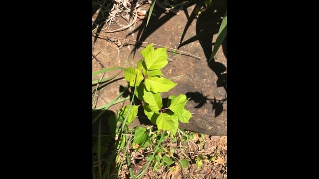 identifying poison ivy for EMTs смотреть онлайн