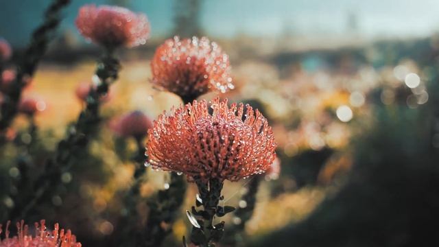 DELIBES - Waltz of the Hours смотреть онлайн