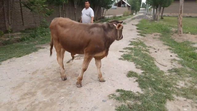 ШВЕД КУЧА ЁШ НОВВОС СОТИЛАДИ ☎️+998 93 780 20 39👍 26 апреля 2022 г SOTILADIGON SHIVED NOVVOS NARXI